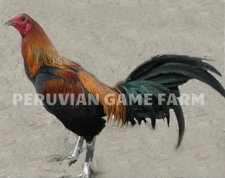 Photo Gallery Peruvian Game Farm